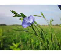 DamavandPro Linseed Seed (Linum usitatissimum): Flax Seeds Bulk - 10g