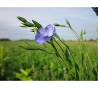 DamavandPro Linseed Seed (Linum usitatissimum): Flax Seeds Bulk - 2Kg