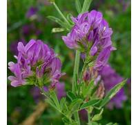 Damavandpro Lucerne Alfalfa Seed Gardening Essential Green Manure Bulk Order1Kg