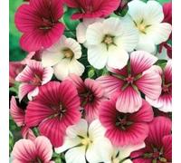DamavandPro Malope Trifida Mixed Seed: Nature’s Palette - 3Kg