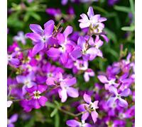 DamavandPro Matthiola Bicornis Seeds - 50g