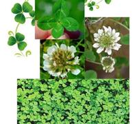 Damavandpro Micro Grass Clover White Seeds, Wildflower Seeds, Bee Friendly, Trifolium, Manure 1 Kg