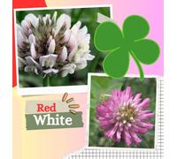 DamavandPro Mix White and Red Clover Seeds - 10g