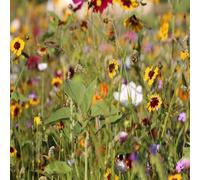 DamavandPro Mixed Wildflower Seeds: Attract Honey Bees & Create a Stunning Garden - 500g