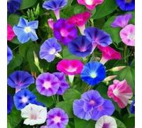 Damavandpro Morning Glory 'flying Saucers' (Ipomoea Tricolor) 150+ Seeds - Stunning Blue & White Annual Vine