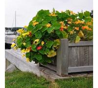 DamavandPro Nasturtium Seeds (Tropaeolum majus) - 100g