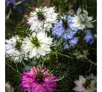 Damavandpro Nigella Damascena 'persian Jewels Mixed Love-In-A-Mist 300 Seeds