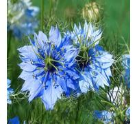 DamavandPro Nigella Sativa Love-in-a-mist Black Premium Cumin Herb Seeds - 2Kg