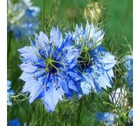 DamavandPro Nigella Sativa Love-in-a-mist Black Premium Cumin Herb Seeds - 3Kg