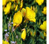 DamavandPro Oenothera Biennis Seeds (Evening Primrose) - 1Kg