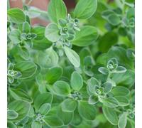 Damavandpro Oregano Vegetable Seeds For Garden Growing, Fresh Herb Plant Kit, 4000 Seeds