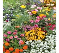 DamavandPro Ornamental Special Mixtures Dwarf Annual Flowers - 100g