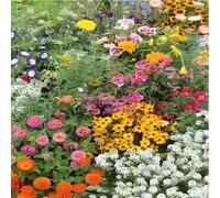 DamavandPro Ornamental Special Mixtures Dwarf Annual Flowers - 50g