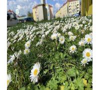 DamavandPro Oxeye Daisy Seeds : Daisy Wildflower Seeds - 1Kg