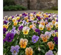 Damavandpro Pansy Viola Cornuta Scotch Hybrids Mixed Basket Pansy Frilled Flower 600 Seeds