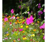 DamavandPro Perennial Wildflower Seeds: Wild Flower Meadow Seeds Bulk - 1Kg