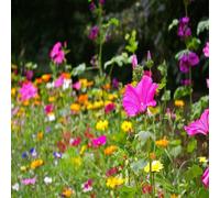 DamavandPro Perennial Wildflower Seeds: Wild Flower Meadow Seeds Bulk - 2Kg