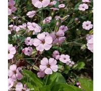 DamavandPro Pink Beauty Seeds Saponaria ocymoides - 10g