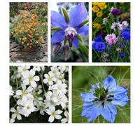 Damavandpro Pollinator Power Mix Wildflower Seeds, 6 Species, Bee-Friendly Blend, Uk Native 100G
