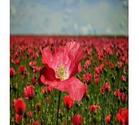 DamavandPro Poppy Rhoeas Single Red: Poppy Seeds - 250g