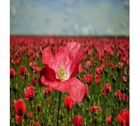 DamavandPro Poppy Rhoeas Single Red: Poppy Seeds - 5g