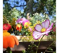 DamavandPro Premium Wildflower Garden Seeds - 100g