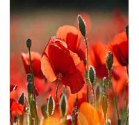DamavandPro Red Poppy Seeds Wild - 2Kg