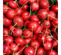 Damavandpro Red Radish Seeds Cherry Belle Heirloom, Raphanus Sativus, 500 Seeds, Vegetable Seeds For Outdoor Growing Pots Garden Containers