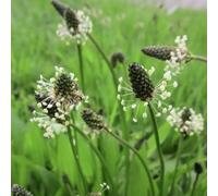 Damavandpro Ribwort Plantain Wild Flower Plantago Lanceolata Meadow Tortoise Friendly 1000 Seeds