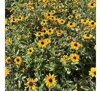 Damavandpro Rudbeckia Amplexicaulis Clasping Coneflower Black Eyed Susan 2000 Seeds