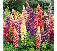 DamavandPro RUSSELL LUPINE SEED MIX: LUPINE RUSSELL HYBRID - 500g