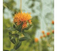 DamavandPro Safflower Seeds: Bulk Safflower Seeds for Planting Carthamus Tinctorius - 10Kg