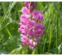 DamavandPro Sainfoin Seed (Agricultural) Wild Flower Seeds - 250g
