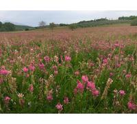 DamavandPro Sainfoin Seeds - Premium Quality Onobrychis Vicifolia Seeds for High-Yielding Forage 1kg