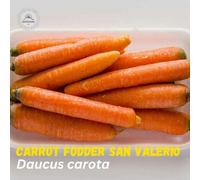 DamavandPro San Valerio Carrot Seeds