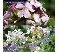DamavandPro Saponaria ocymoides Pink White Seeds Rock Soapwort Tumbling Ted - 100g