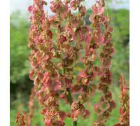 DamavandPro Sheeps Sorrel Seeds Nature's Tiny Wonders - 1Kg