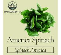 DamavandPro Spinach America Seeds