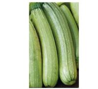 Damavandpro Squash Seeds Genovese (15 Seeds) Zucchini/courgette Uk Garden Vegetable Seeds Non-Gmo Indoor Outdoor Growing Pack