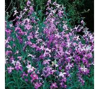 Damavandpro Stocks Night Scented Flowers (Matthiola Bicornis) Pink-Lavender Uk 5000 Seeds
