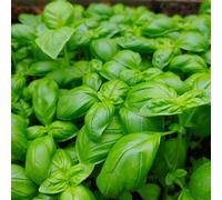 Damavandpro Sweet Basil - Easy To Grow, Aromatic Herb For Cooking And Gardens 1000 Seeds