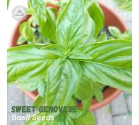 DamavandPro Sweet Basil Seeds 'Genovese'