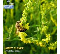 DamavandPro Sweet Clover Seed (Melilotus officinalis) Yellow Blossom - 2Kg