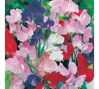 DamavandPro Sweet Pea Seeds Mixed: Lathyrus Odoratus - 50g