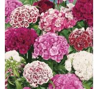 DamavandPro Sweet William Mix Seeds: Dianthus Barbatus Mix Seeds - 50g