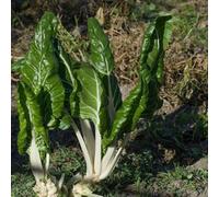 Damavandpro Swiss Chard Green Vegetable For Planting Uk 150 Seeds