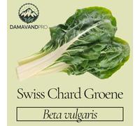 DamavandPro Swiss Chard Groene Seeds Gewone