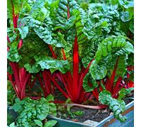 Damavandpro Swiss Chard 'ruby Red' - Premium Vegetable Seeds 150 Seeds For Indoor And Outdoor Growing