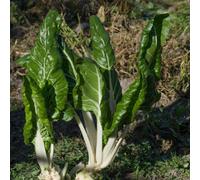 Damavandpro Swiss Chard White Silver Vegetable Seeds, 200 Fresh