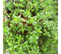 Damavandpro Thymus Vulgaris Winter English Thyme Herb, 500 Seeds